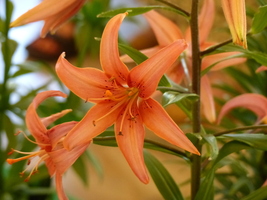 Foto: Dr. Peter Müller